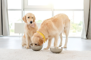 Healthy Meals Build Strong Bonds